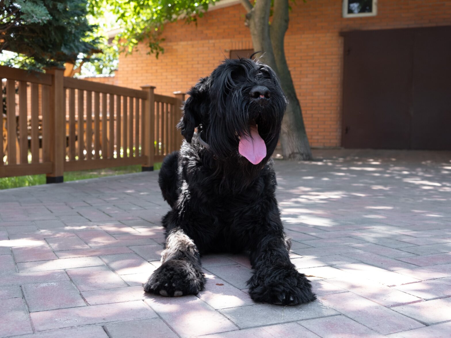 Photo of a dog in the backyard with fencing by Massachusetts fence company