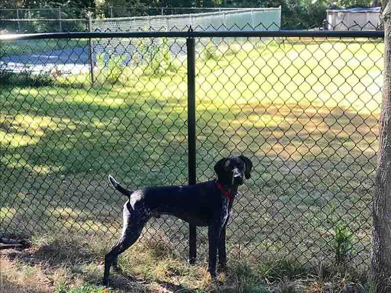 chain link fence Londonderry New Hampshire